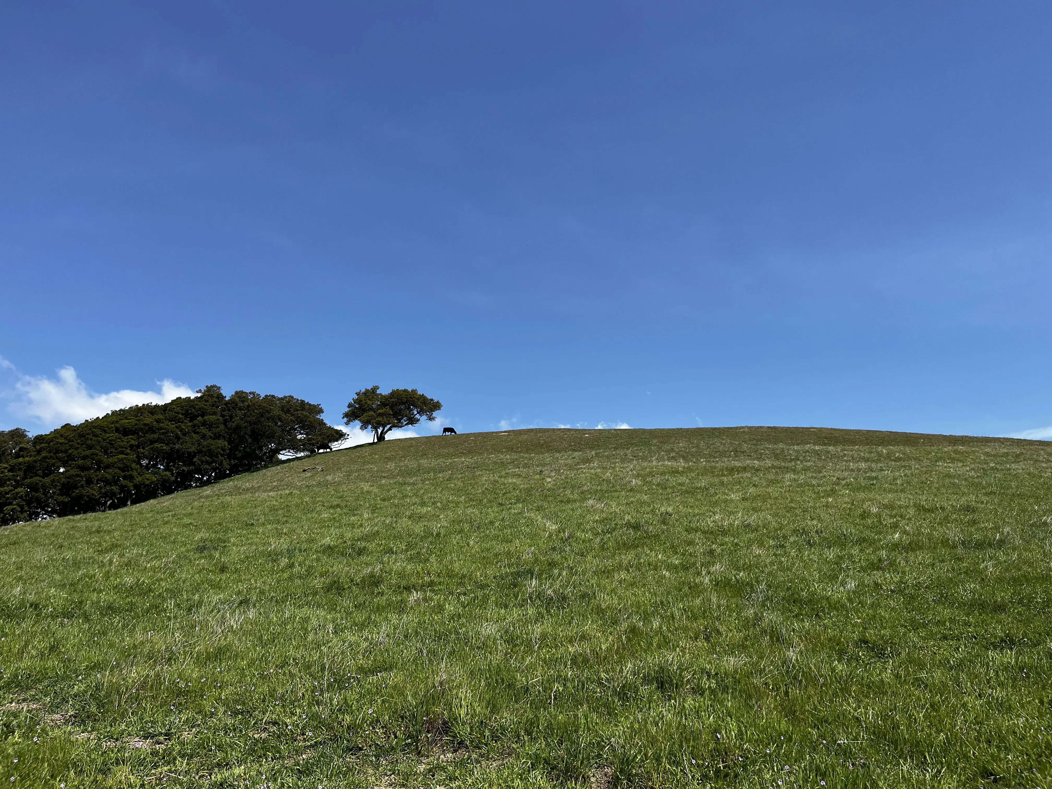 Rancho San Antonio