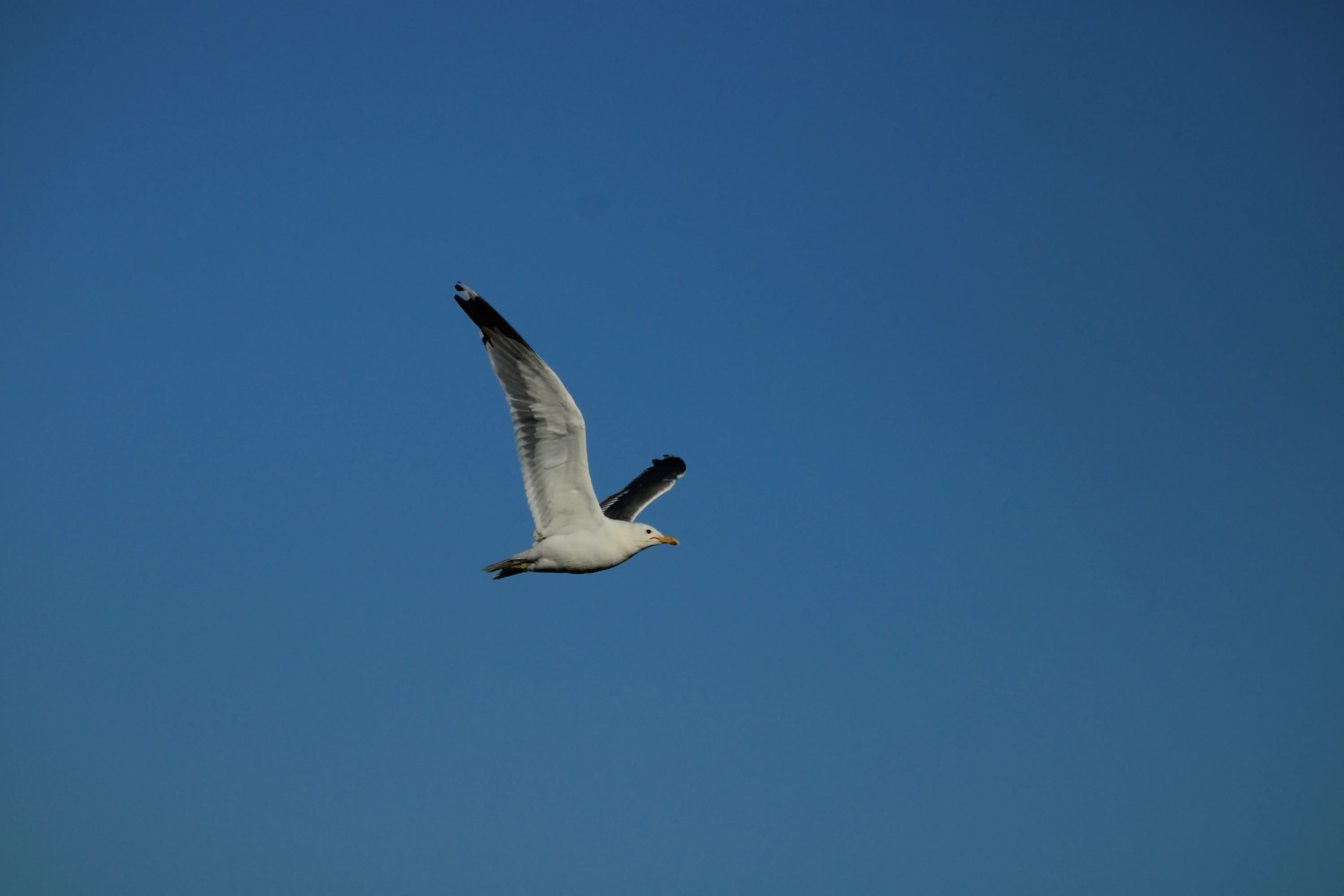 Alviso Marina County Park
