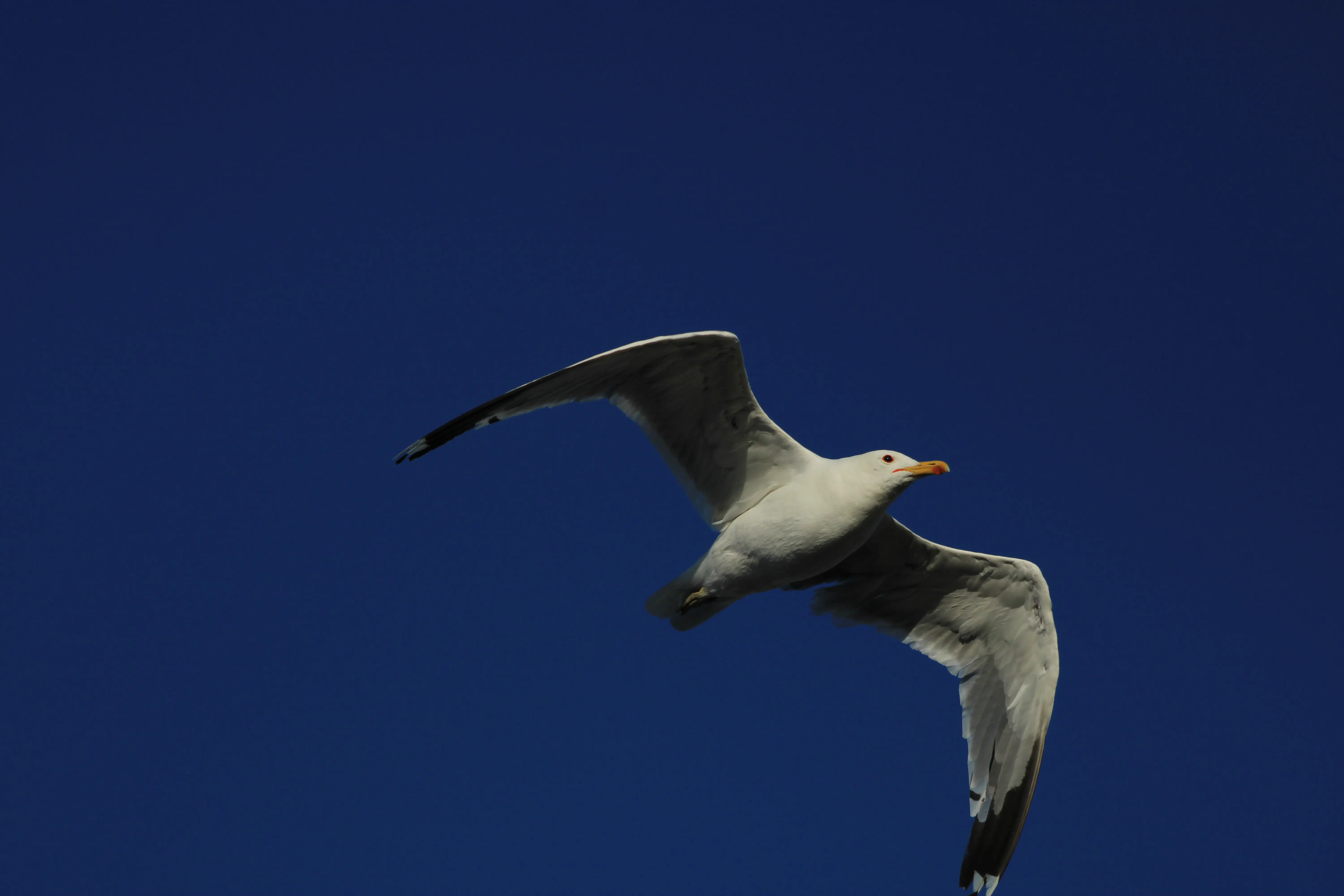 Alviso Marina County Park