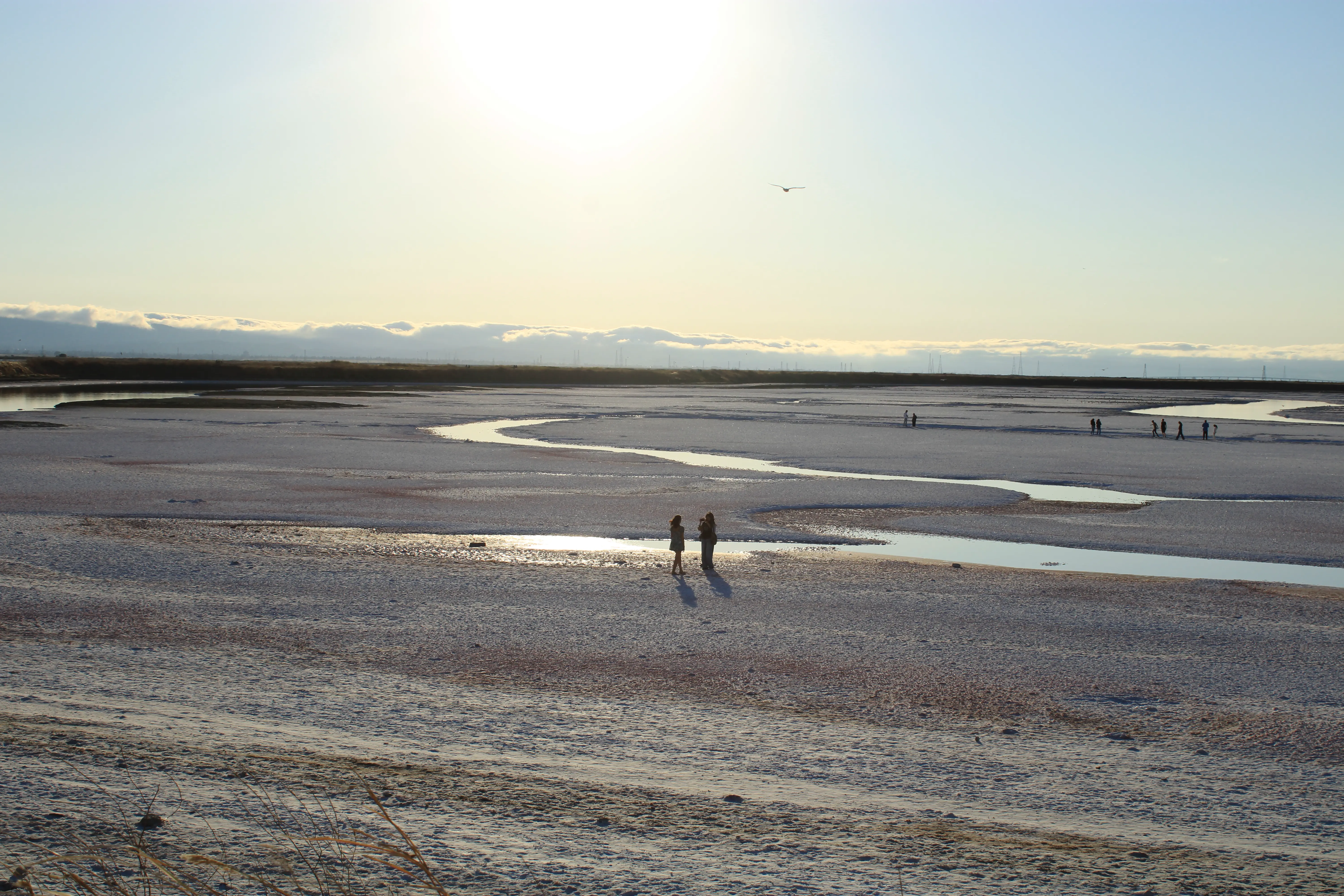 Alviso Marina County Park